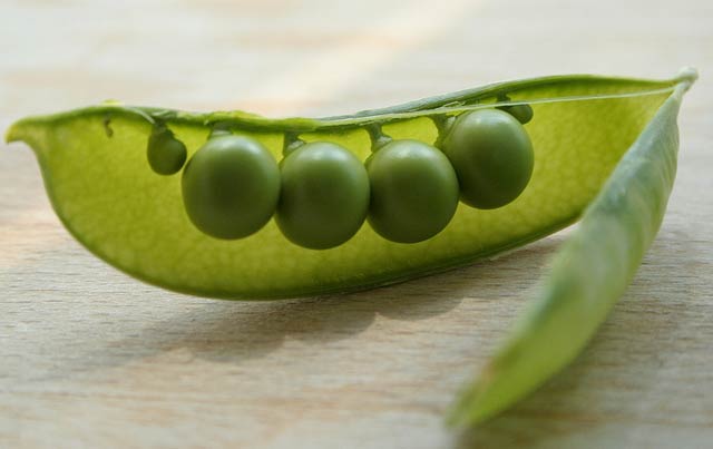 ZIENTZIALARI: Genetikaren hastapenak (Mendelen legeak)