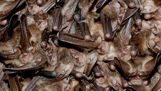 ZIENTZIALARI: Animalien hibernazioa
