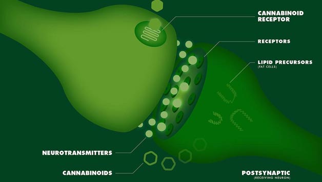 ZIENTZIALARI: Endokannabinoideak
