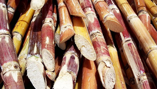 ZIENTZIALARI #113: Bioerregaiak (Martin Olazar)