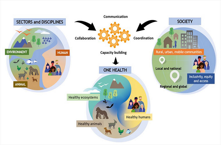 ZIENTZIALARI #136: “Osasun bakarra” kontzeptua hirietako pertsonen bizi-kalitatean (Ainhoa Bereziartua)