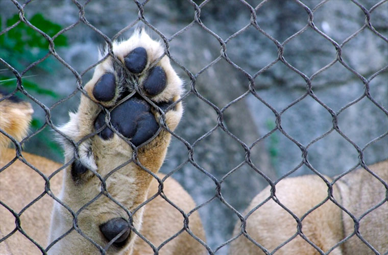 HAUXE GURE LURRA: Ekoanimaliak (estetika plurisentsoriala, ekologista eta animalista)